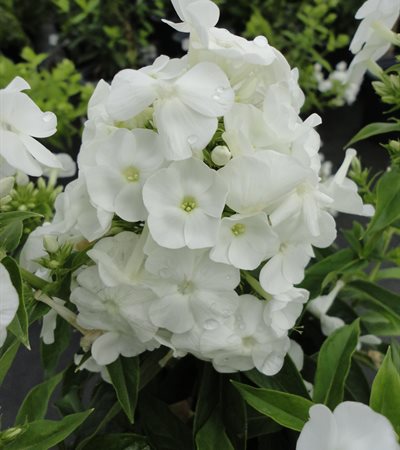 Phlox Peacock™ White